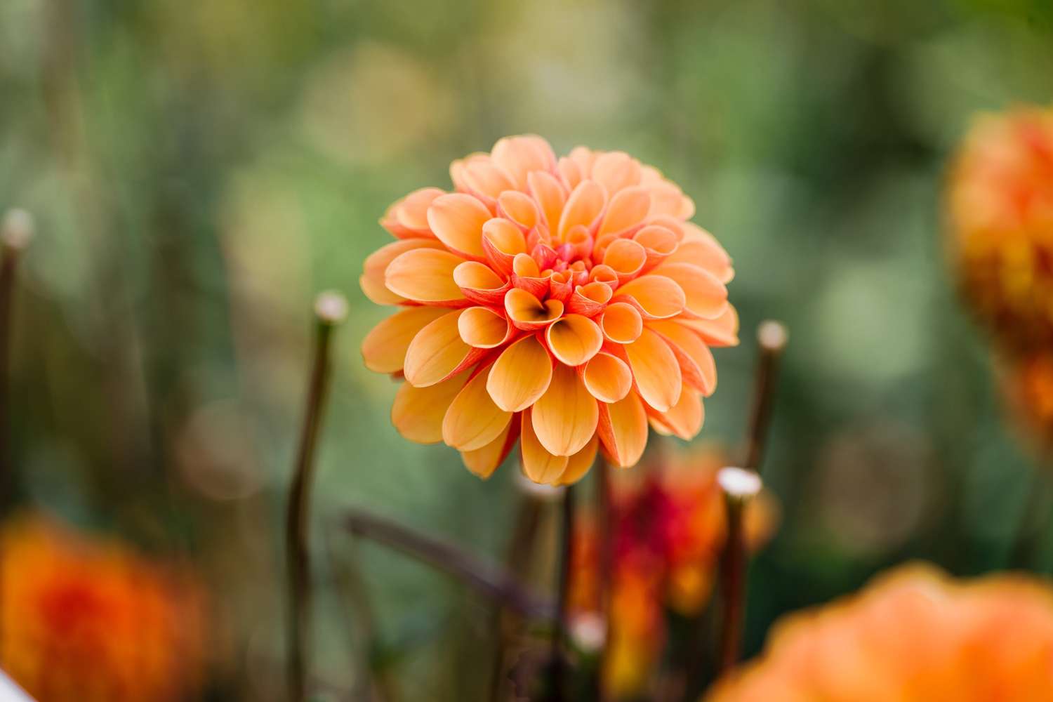 Daalia 'American Sunset'